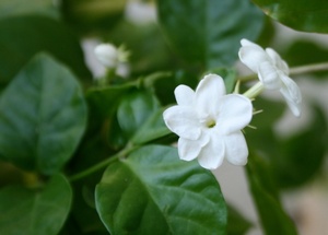 câu chuyện về sự tích loài hoa Nhài